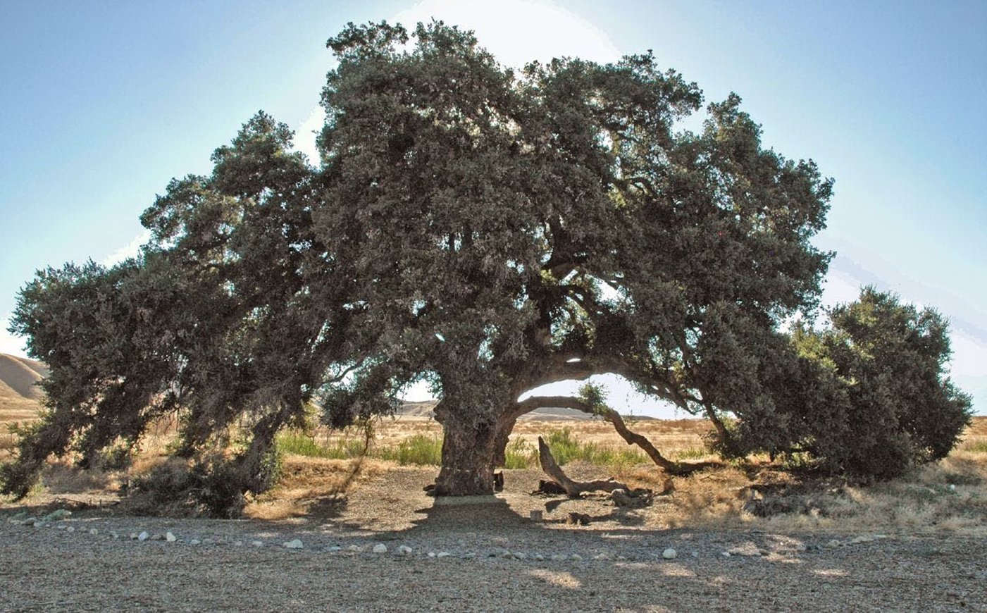 Ядовитый дуб. Quercus agrifolia. Мамврийский дуб. Калифорнийский дуб. Дуб в Калифорнии.